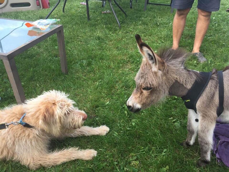 Animal antipathies = certain species of animals disliking one another, e.g. cats and dogs (I didn’t realize this was real) or, apparently, dogs and donkeys. Racism is not a human antipathy. [Source](https://people.com/pets/tiny-tim-the-mini-donkey-acts-like-dog/)